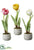 Tulip - Mixed - Pack of 2