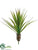Mini Yucca Plant - Green - Pack of 12