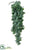 Pittosporum Hanging Vine - Green Gray - Pack of 6