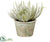 Senecio - Green Gray - Pack of 6