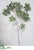 Silk Plants Direct Beech Leaf Spray - Green Gray - Pack of 12