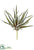 Aloe Pick - Green Gray - Pack of 12