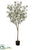 Olive Tree - Green Gray - Pack of 2