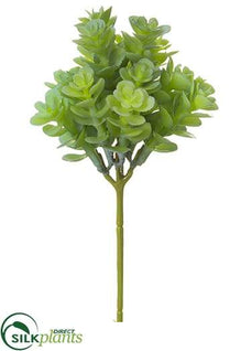 Sedum Pick - Green Gray - Pack of 12