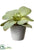 Silk Plants Direct Kalanchoe - Green Gray - Pack of 6