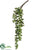String of Pearl Spray - Green - Pack of 12