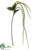 Amaranthus Spray - Cream Green - Pack of 12