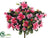 Azalea Bush - Pink Two Tone - Pack of 12