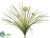 Allium Bush - Cream - Pack of 12