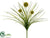 Allium Bush - Yellow - Pack of 12