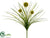 Allium Bush - Yellow - Pack of 12