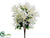 Agapanthus Bush - White - Pack of 12