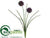 Allium Bush - Burgundy Dark - Pack of 24