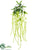 Amaranthus Hanging Bush - Lime - Pack of 12