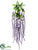 Amaranthus Hanging Bush - Purple - Pack of 12