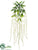 Amaranthus Hanging Bush - White - Pack of 12