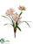 Agapanthus Bush - Cream Fuchsia - Pack of 12