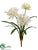 Agapanthus Bush - Cream White - Pack of 12