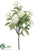 Astrantia Bush - White - Pack of 24