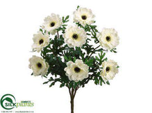 Wave Anemone Bush - Cream - Pack of 12