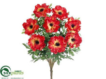Wave Anemone Bush - Red - Pack of 12