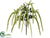 Amaranthus Bush - Green Two Tone - Pack of 12