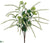 Amaranthus Bush - Cream - Pack of 12