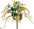 Amaranthus Bush - Yellow - Pack of 12