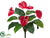 Anthurium Bush - Red - Pack of 12