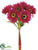 African Daisy Bundle - Beauty - Pack of 12