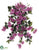 Bougainvillea Hanging Bush - Orchid - Pack of 6