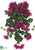 Outdoor Bougainvillea Hanging Bush - Boysenberry - Pack of 6
