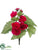 Begonia Bush - Cerise - Pack of 12