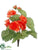 Begonia Bush - Coral - Pack of 12