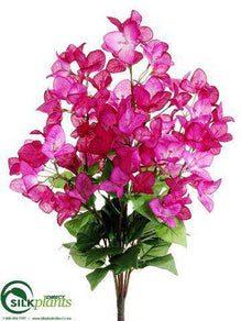 Bougainvillea Bush - Fuchsia - Pack of 12