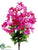 Bougainvillea Bush - Fuchsia - Pack of 12