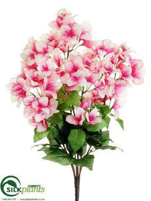 Bougainvillea Bush - Pink Cream - Pack of 12