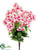 Bougainvillea Bush - Pink Cream - Pack of 12