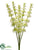 Bells of Ireland Bush - Cream Green - Pack of 12