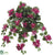 Bougainvillea Hanging Bush - Fuchsia - Pack of 12