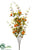 Chinese Lantern Bush - Orange Yellow - Pack of 6