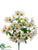 Cosmos Bush - Cream White - Pack of 12