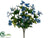 Mini Cosmos Bush - Blue Two Tone - Pack of 12