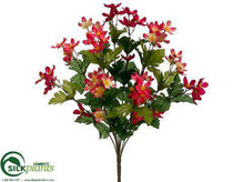 Mini Cosmos Bush - Beauty Cerise - Pack of 12