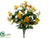 Mini Cosmos Bush - Yellow Two Tone - Pack of 12