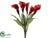 Calla Lily Bush - Flame - Pack of 6