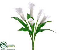 Calla Lily Bush - Cream - Pack of 6