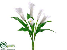 Calla Lily Bush - Cream - Pack of 6