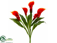 Calla Lily Bush - Orange - Pack of 6