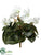 Cyclamen Bush - Cream White - Pack of 12